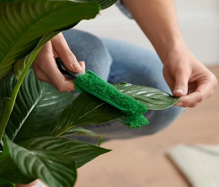 Une femme nettoie une feuille de plante avec une brosse à végétaux.