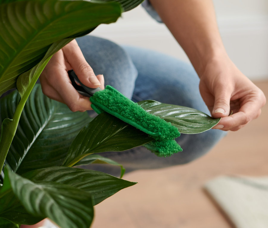 Une femme nettoie une feuille de plante avec une brosse à végétaux.