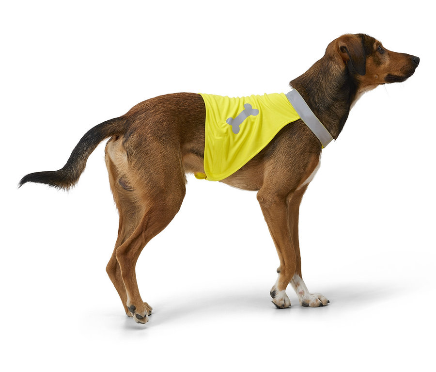 Un chien marron aux pattes blanches se tient sur le côté et porte un gilet jaune avec un motif d'os réfléchissant.