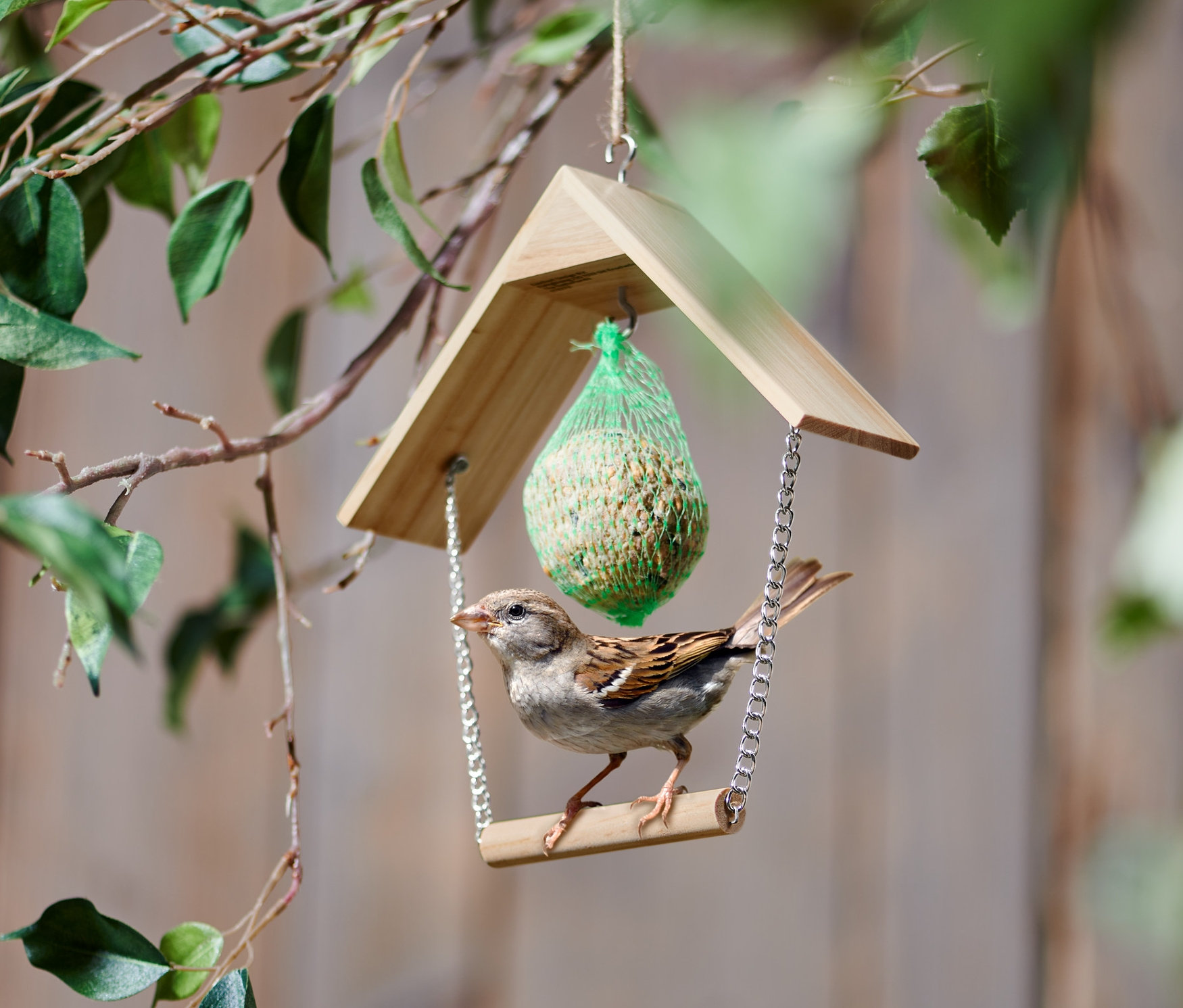 Un moineau est perché sur une balançoire à oiseaux suspendue à un arbre.