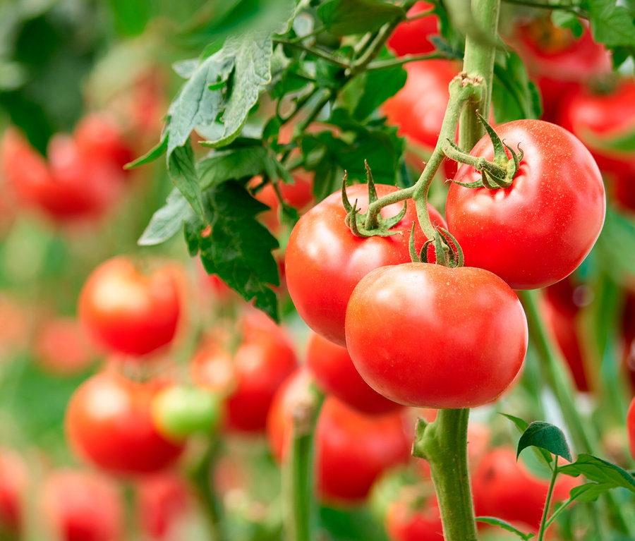 Des tomates rouges poussent sur une tige dans un mini-jardin dans un sac en papier.