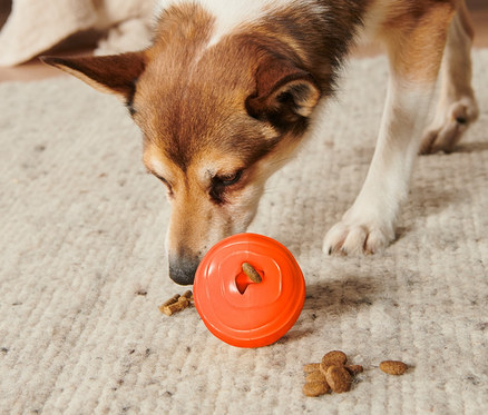 Chien reniflant un jouet pour chien orange « Balle à friandises » sur un tapis, avec des croquettes autour.