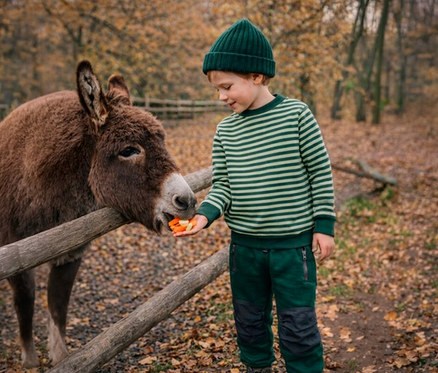 Un jeune garçon en t-shirt rayé vert, pantalon vert et bonnet vert nourrit un âne brun avec des carottes coupées par-dessus une clôture en bois dans une forêt d'automne.
