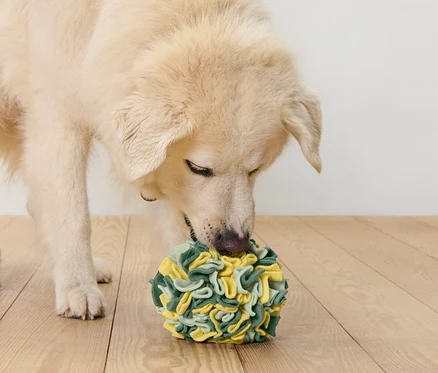 Chien reniflant une balle de fouille pour animaux.