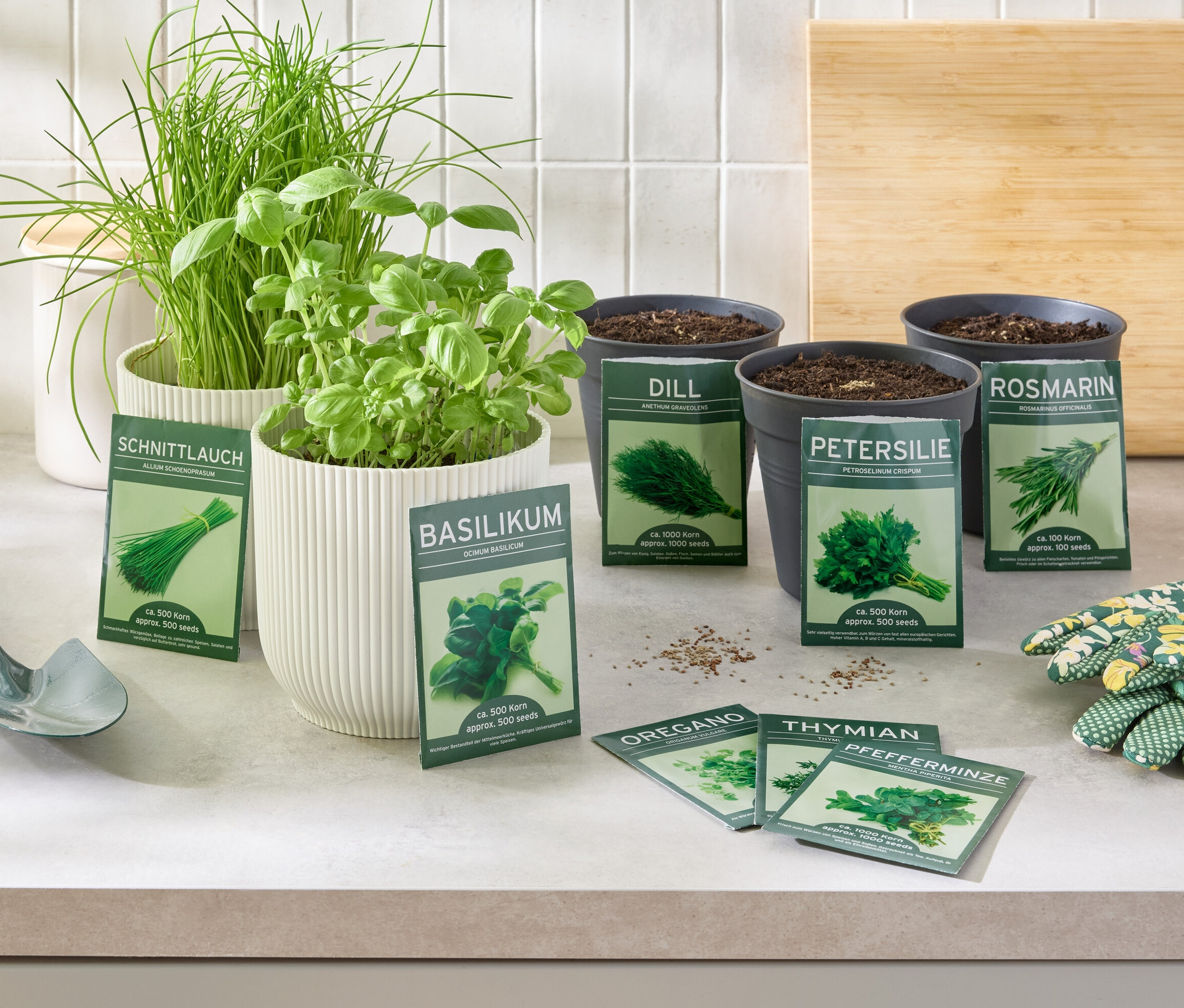 Herbes aromatiques classiques 8 herbes dans des pots et des graines sur une table avec des gants et une pelle.