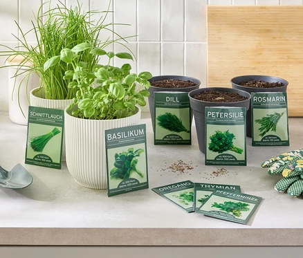 Herbes aromatiques classiques 8 herbes dans des pots et des graines sur une table avec des gants et une pelle.