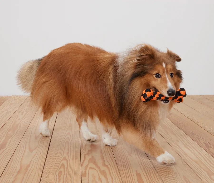 Un Shetland Sheepdog marron et blanc tient un jouet en forme d'os noir et orange dans sa gueule, sur un plancher en bois.