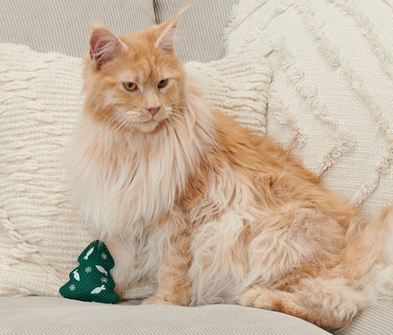 Un chat Maine Coon roux est assis sur un canapé beige à côté d'un jouet pour chat vert en forme d'arbre de Noël.