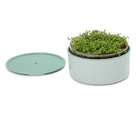 Kit de culture « Microgreens »