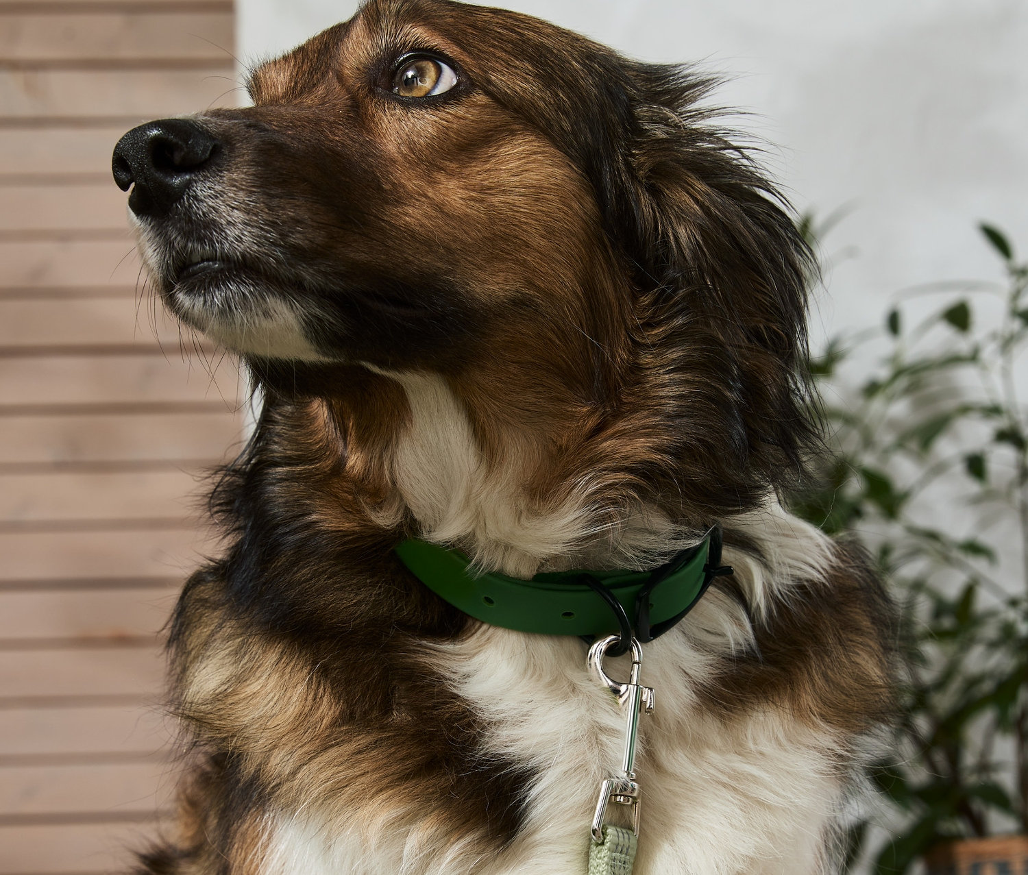 Un chien marron avec une bavette blanche porte un collier pour chien vert.