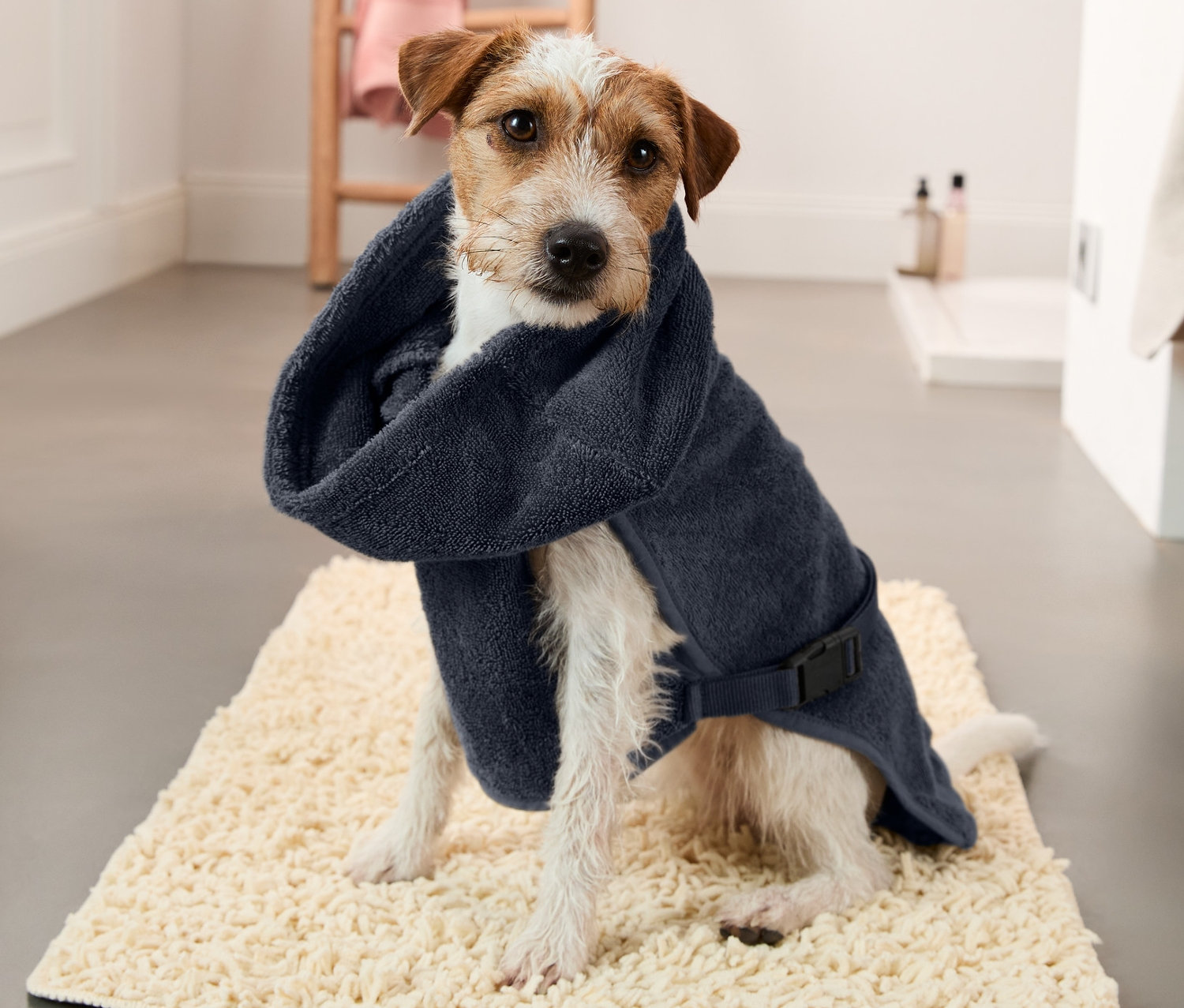 Un Jack Russell terrier est assis sur un tapis et porte un peignoir pour chien bleu marine.