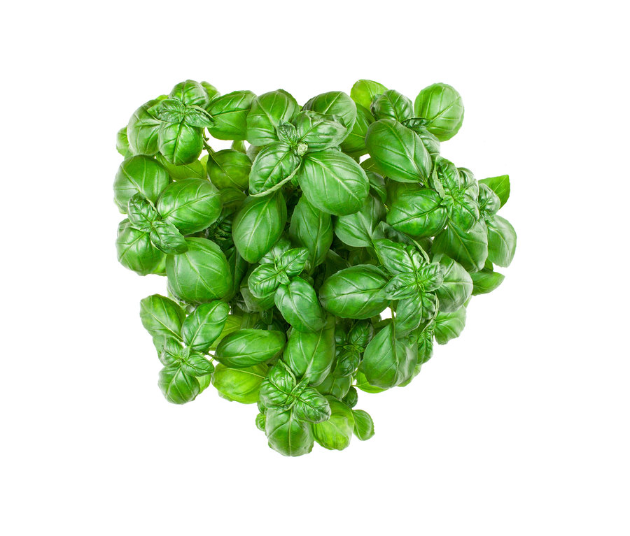 Gros plan vu de dessus de 8 herbes aromatiques classiques, feuilles de basilic vert vif sur fond blanc.