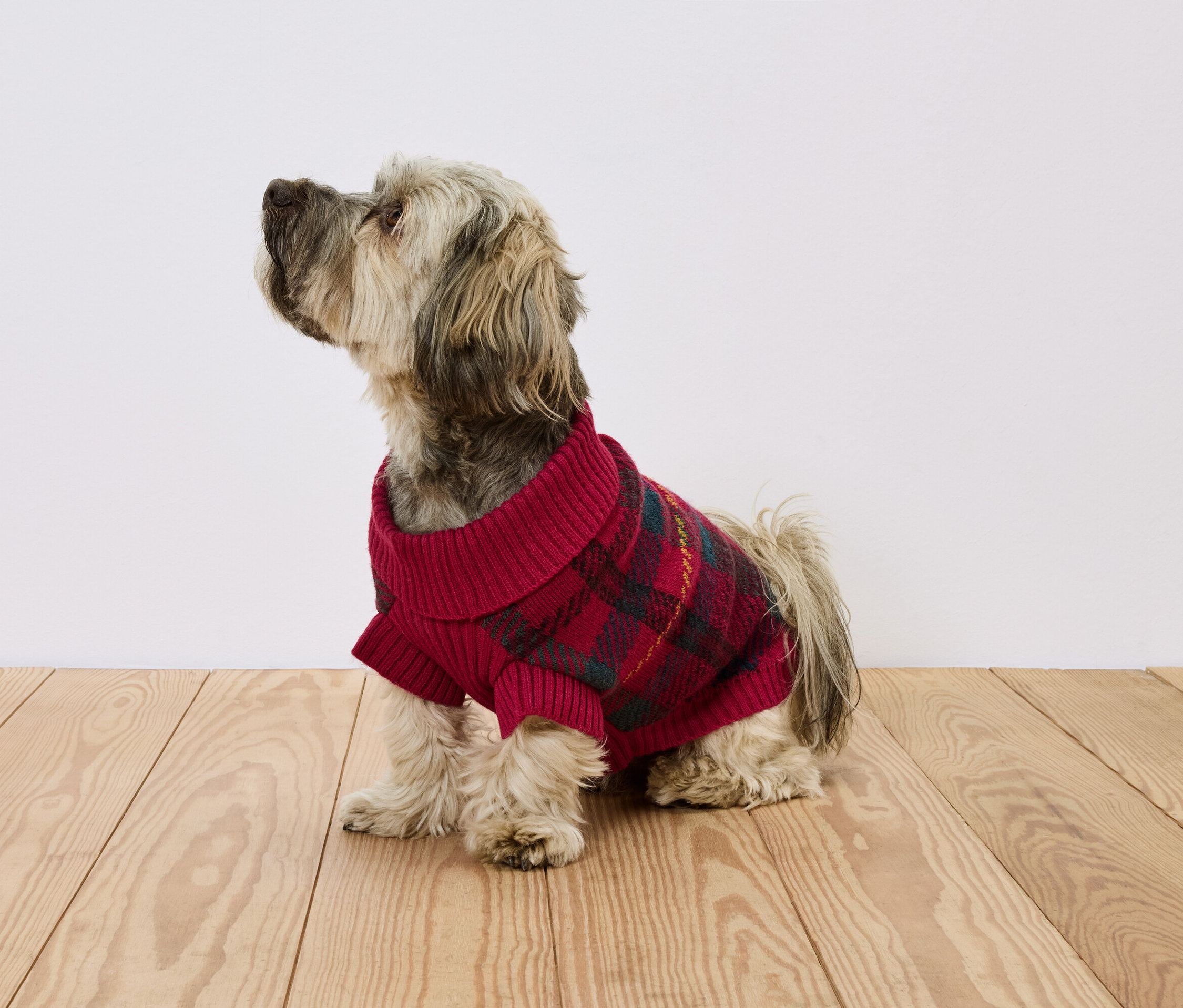 Chien assis sur un plancher en bois portant un pull à carreaux rouge.