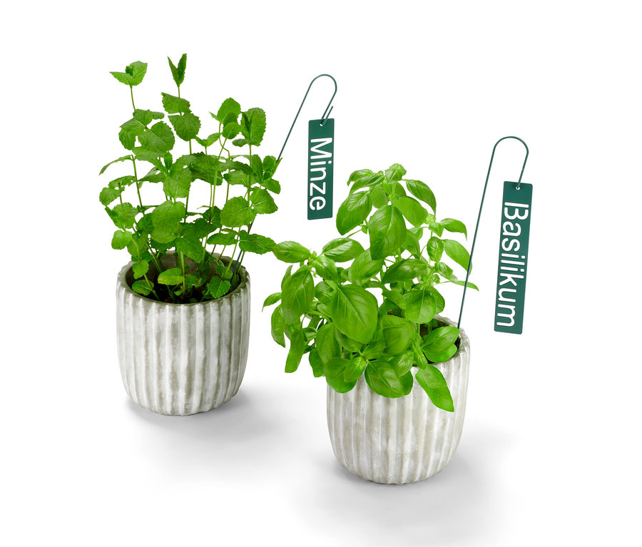 Deux herbes en pots avec des écriteaux pour herbes, menthe et basilic.