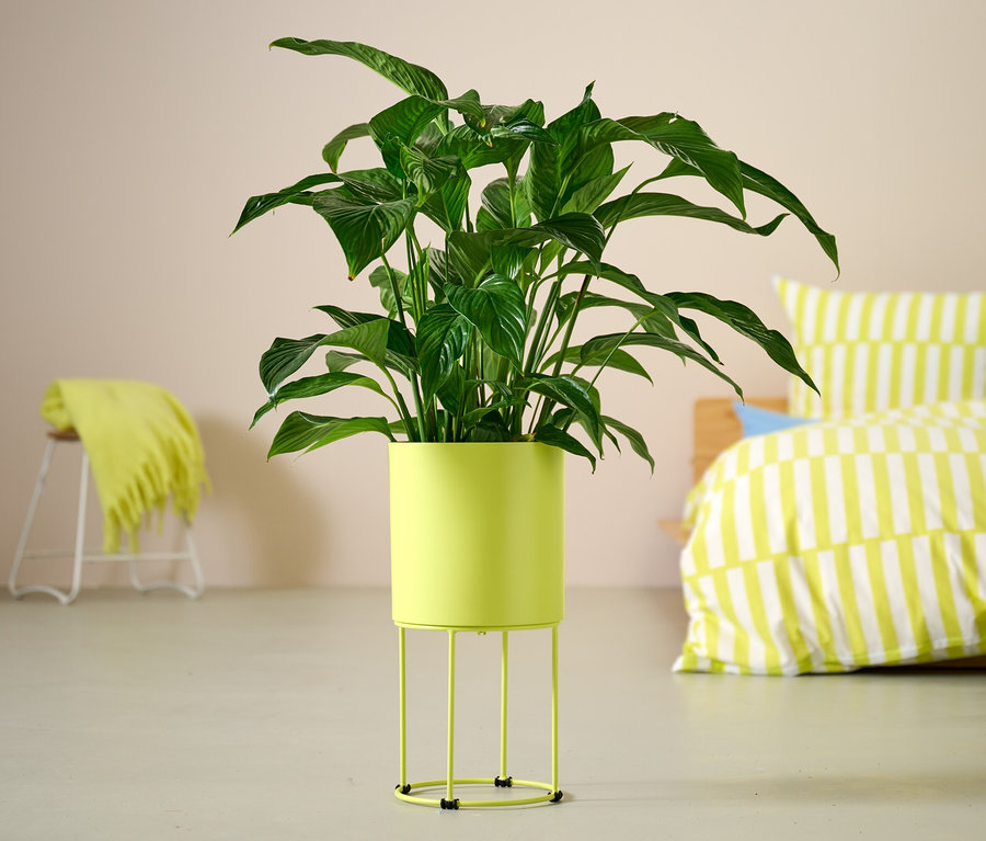 Plante verte dans un cache-pot rond posé sur le sol.