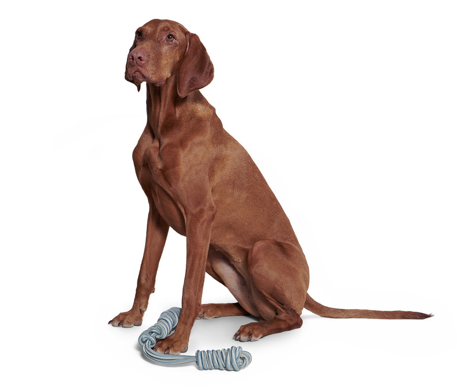 Un chien marron est assis à côté d'un jouet de traction bleu pour chien.