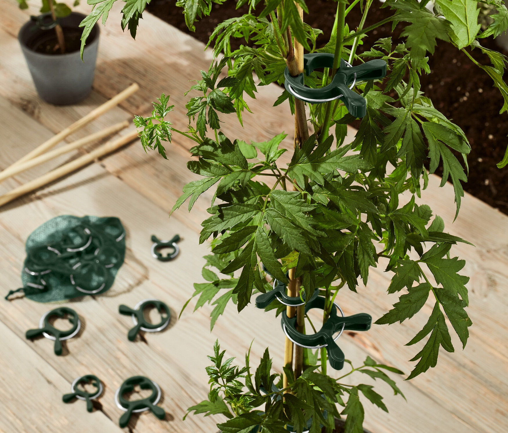Une plante verte en pot est attachée à une tige à l'aide de 20 clips pour plantes.