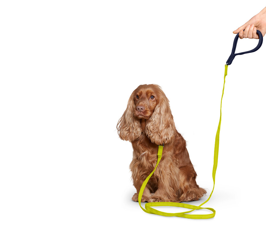 Un Cocker Spaniel marron est assis avec une laisse vert néon tenue par une main.