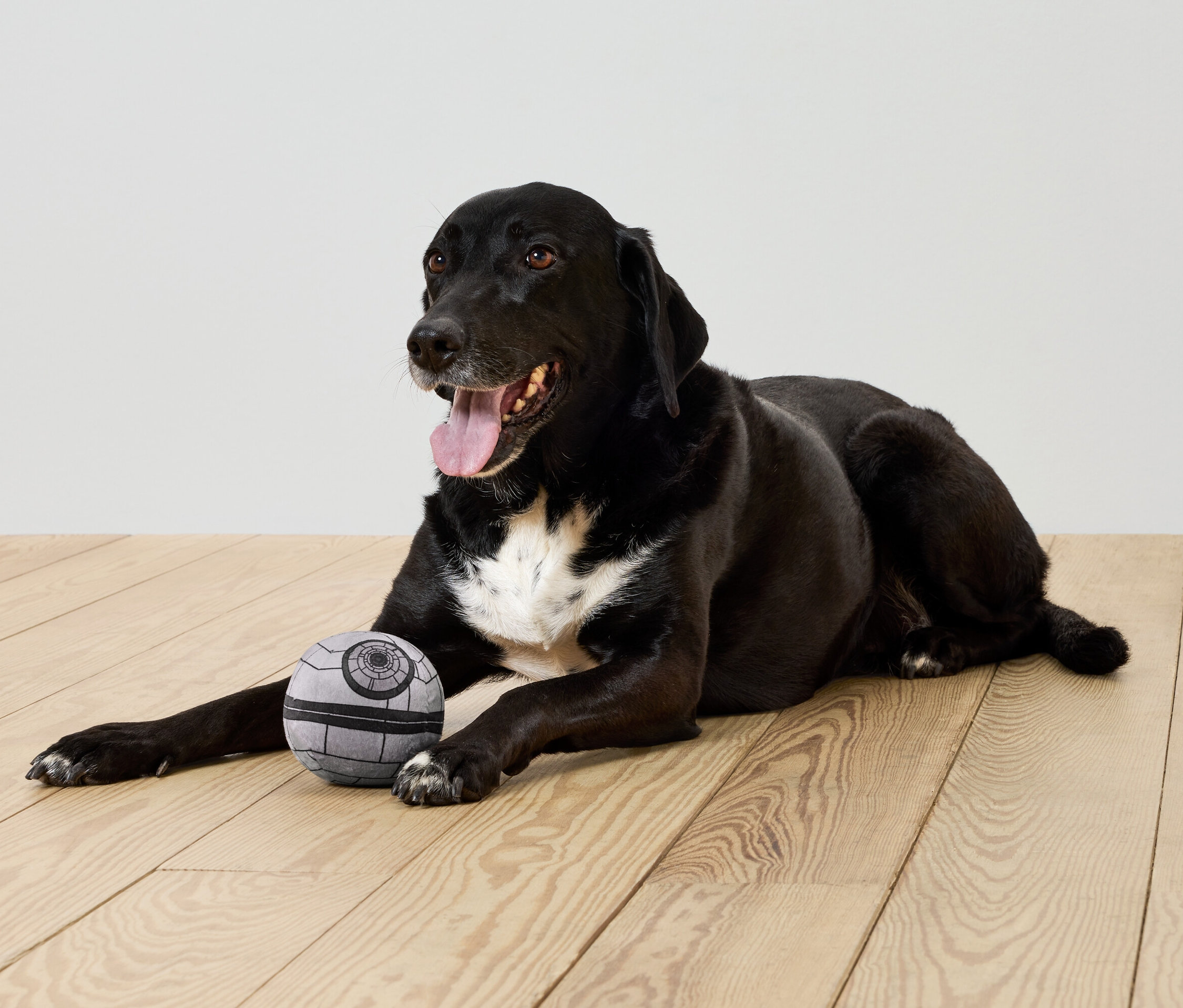 Un chien noir est allongé sur un plancher en bois à côté d'une balle grise.