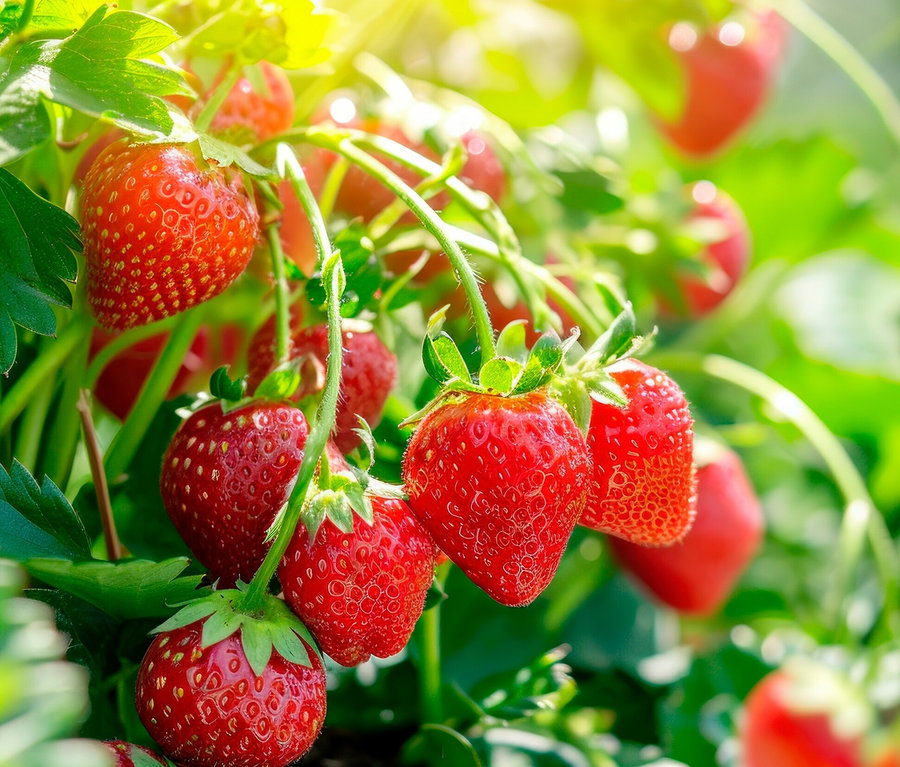 Des fraises rouges poussent sur une plante.
