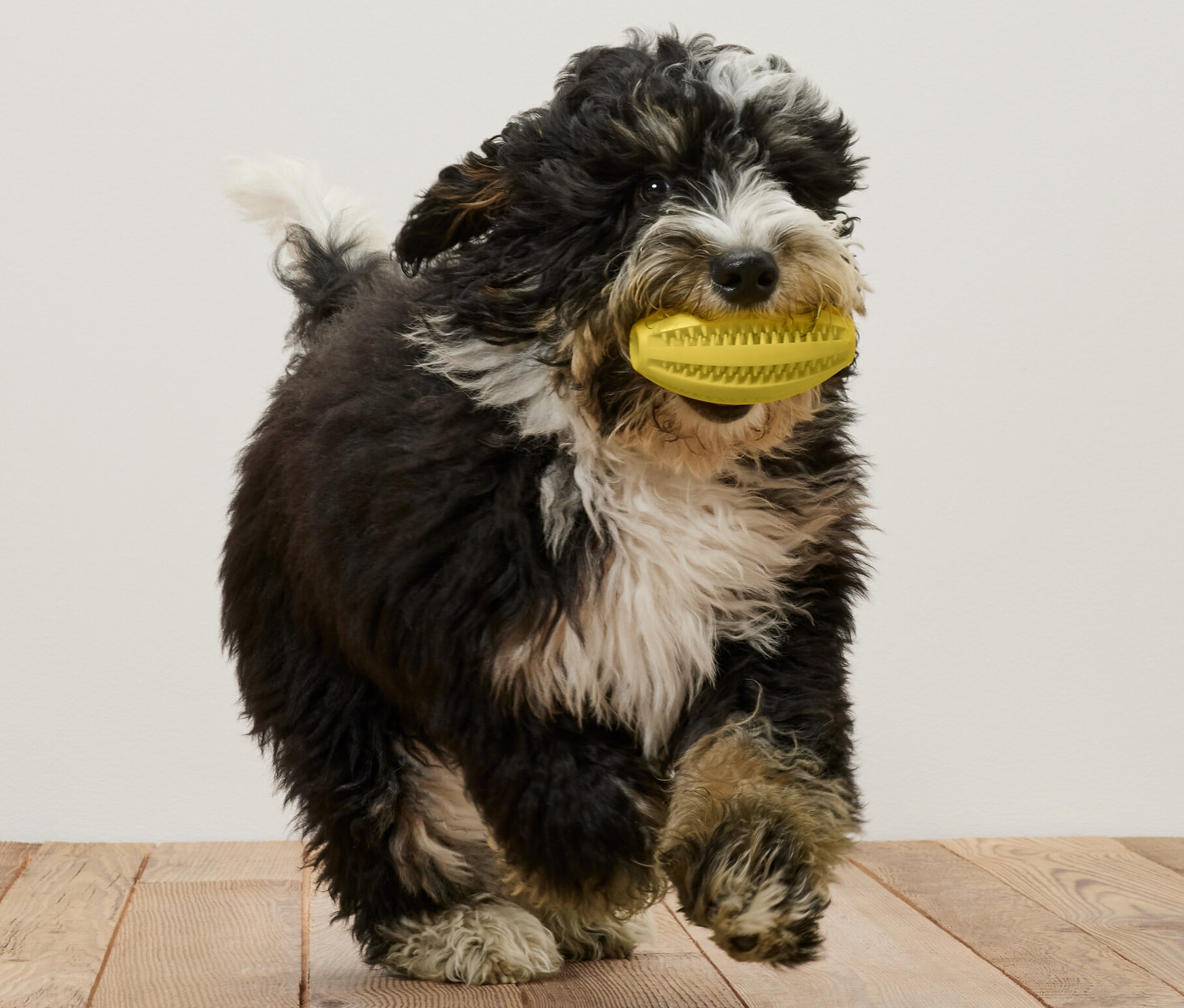 Un chien noir et blanc court sur un plancher en bois, une balle dentaire jaune pour chien dans la gueule.