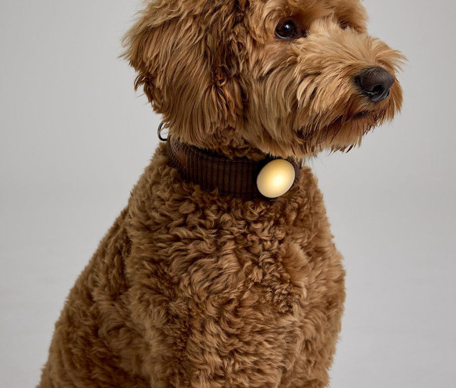 Un chien brun bouclé est assis et porte un collier marron avec un pendentif rond lumineux.