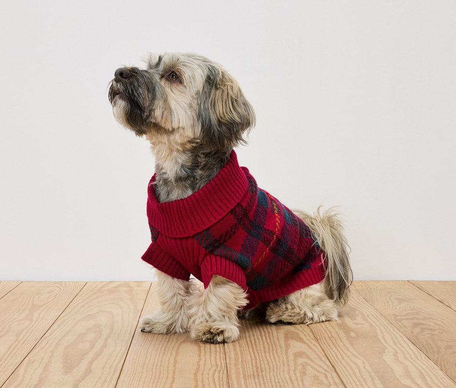 Un chien de taille moyenne au pelage gris et blanc est assis sur un plancher de bois et porte un pull rouge à carreaux.
