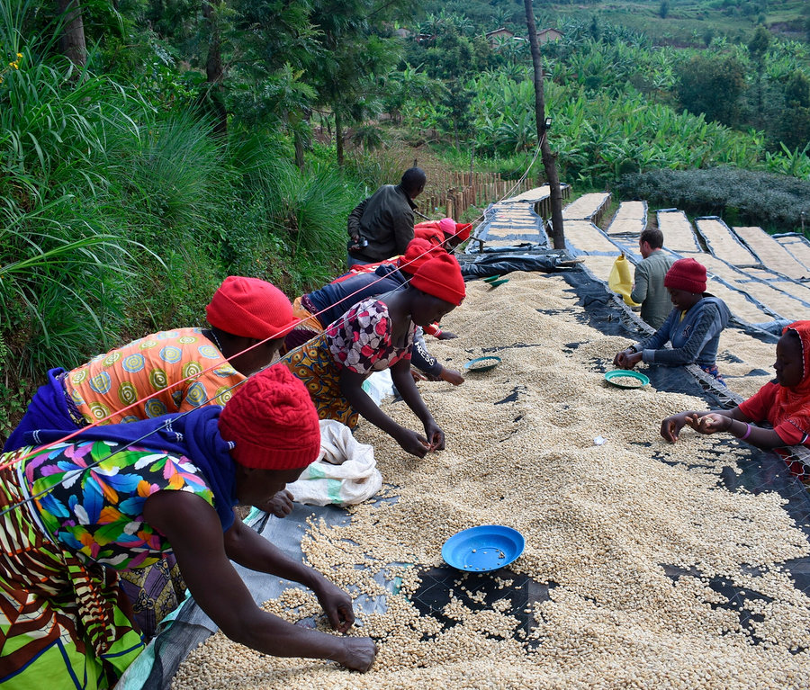 Plusieurs personnes trient le café d’exception «
Buramba Rwanda
» avec boîte à café sur des bâches à l’extérieur.