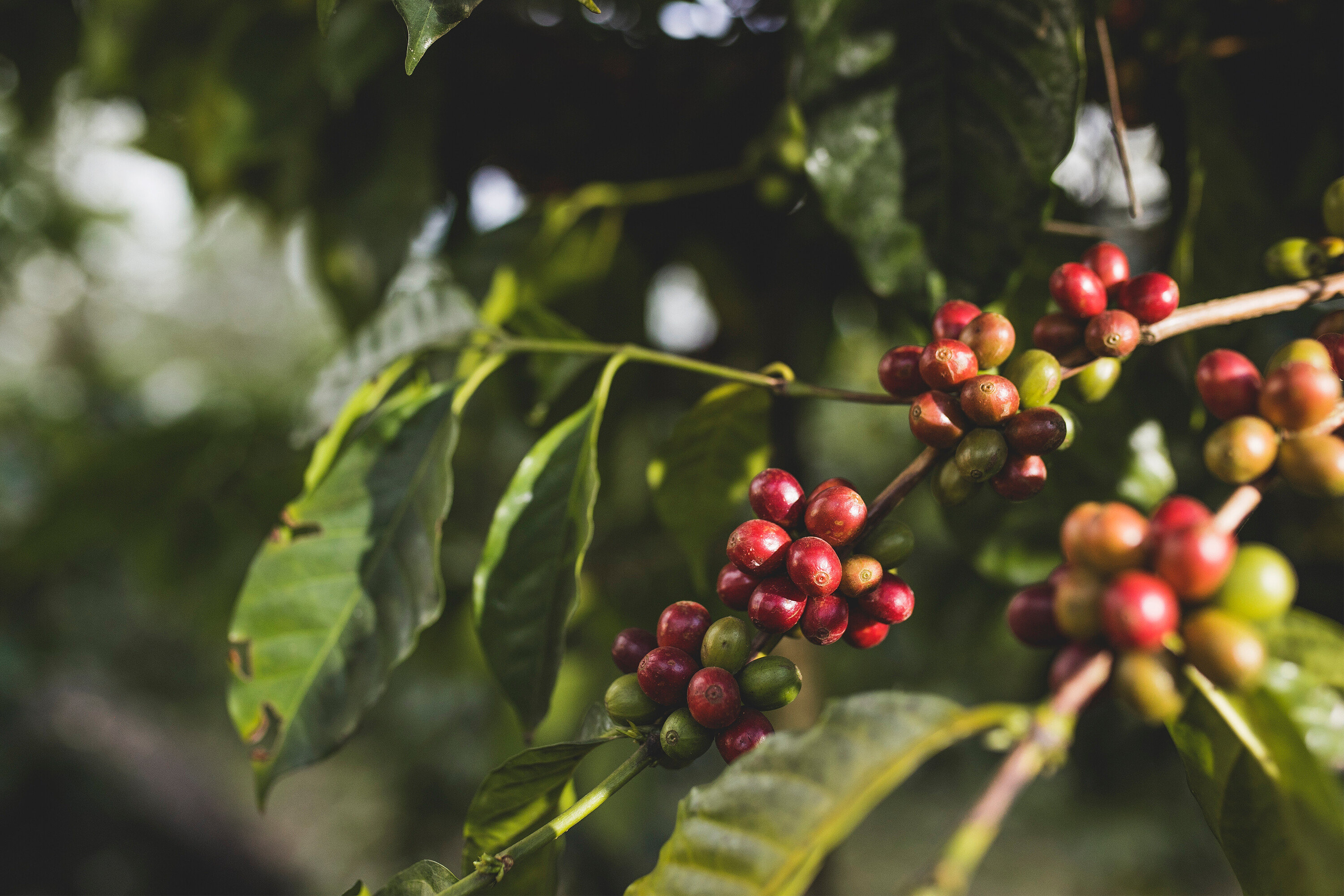 Des cerises de café poussent sur une branche, certaines sont rouges et d'autres vertes.