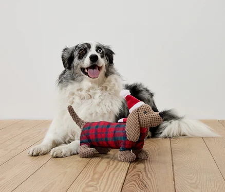 Chien couché avec des yeux différents et teckel en peluche en tenue et bonnet de Père Noël.