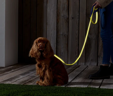 Un Cocker Spaniel marron est assis sur un plancher en bois avec une laisse jaune néon. Une personne tient la laisse.