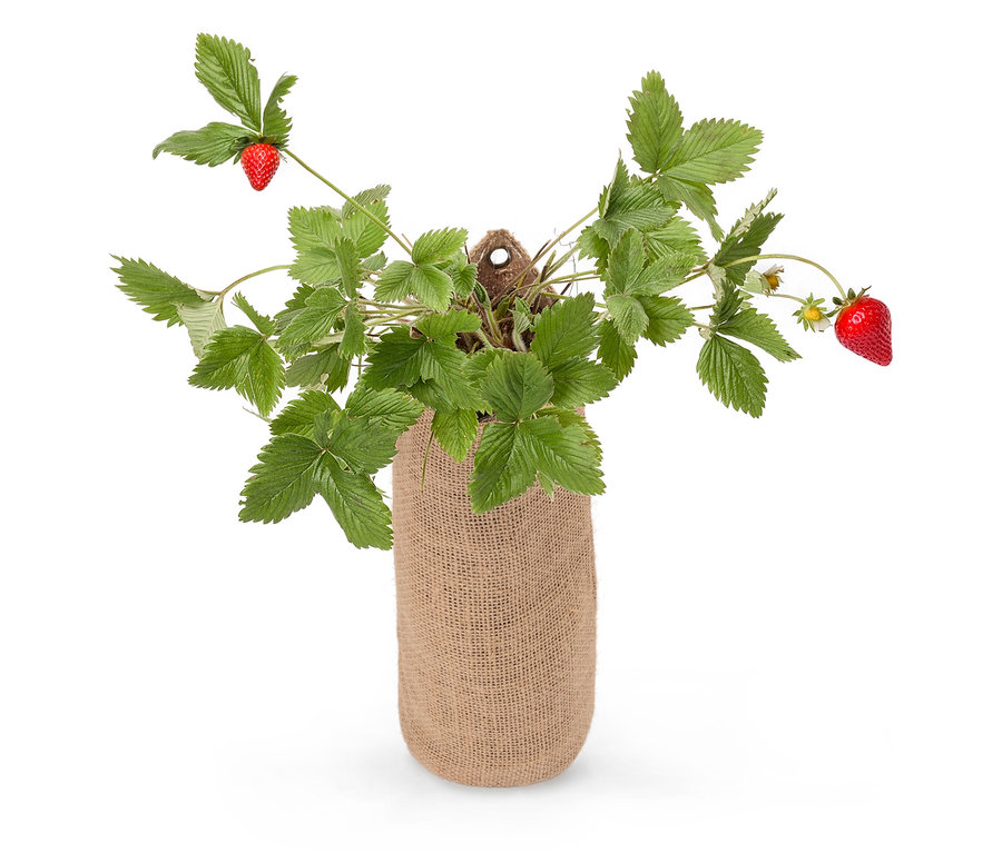 Plant de fraisier dans un sac de jute.