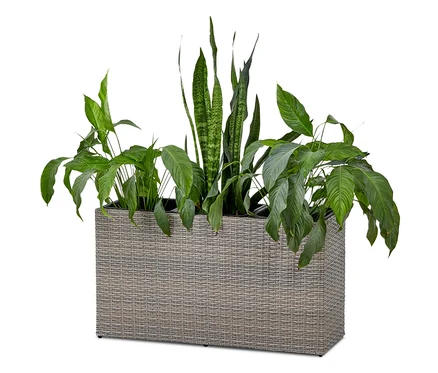 Plantes vertes dans un bac à fleurs.