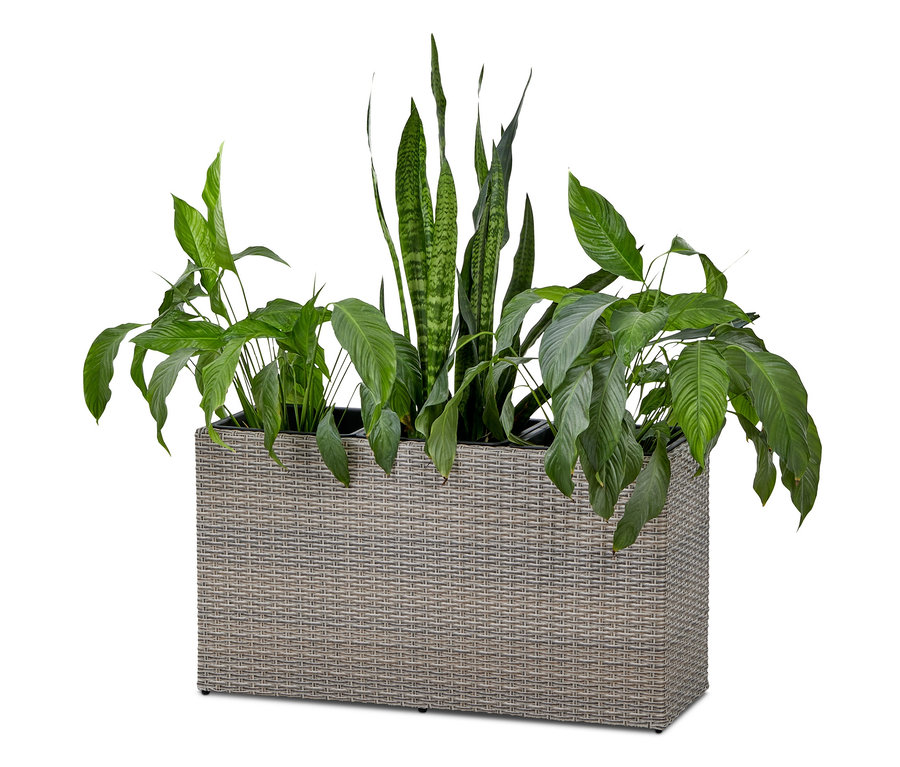 Plantes vertes dans un bac à fleurs.