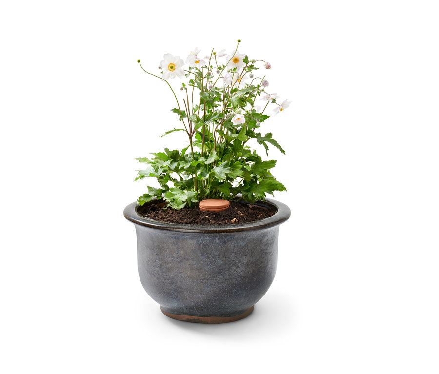 Pot de fleurs avec des fleurs blanches et 2 grandes aides à l’arrosage en terre cuite.