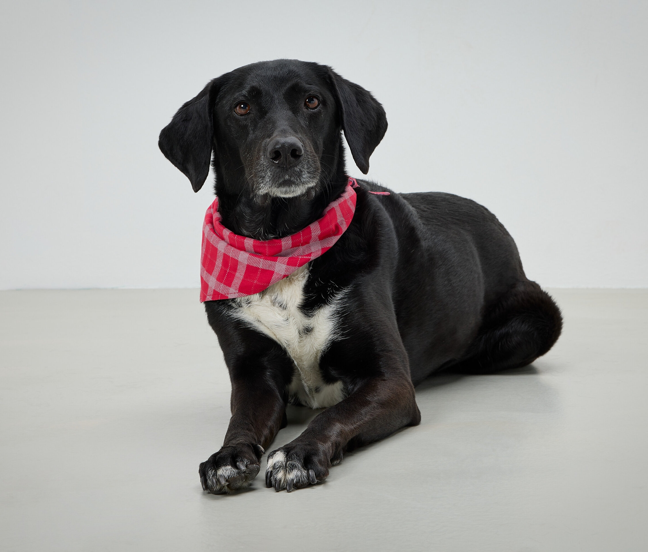 Chien noir avec un foulard rouge à carreaux allongé sur un fond gris.