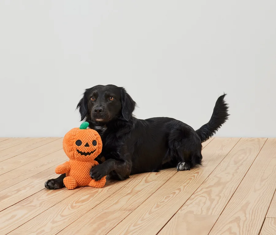 Un chien noir est allongé sur un plancher en bois et tient une peluche orange en forme de citrouille.