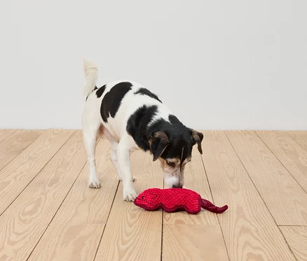 Chien reniflant un jouet rouge sur un plancher en bois.
