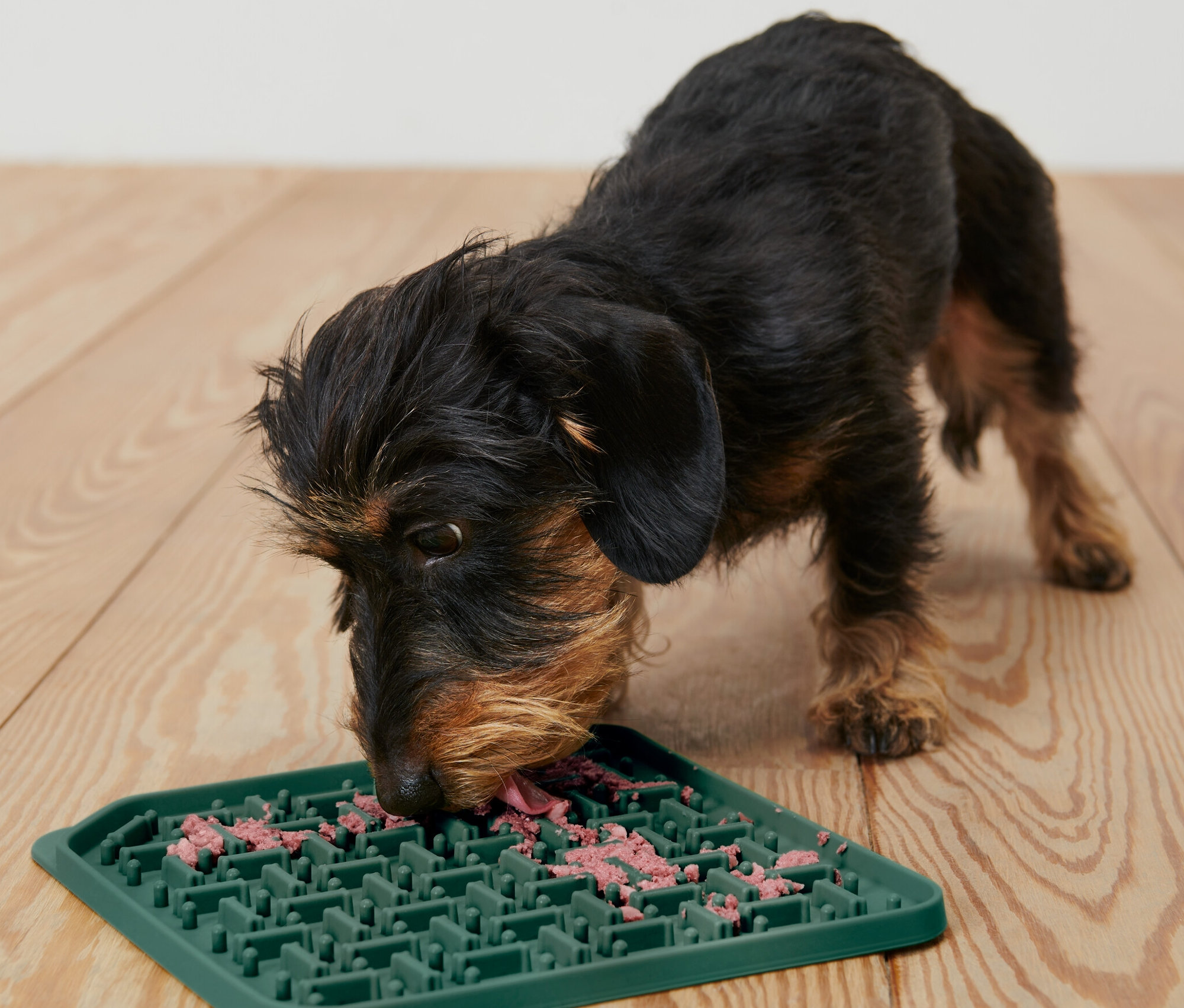 Teckel lèche des friandises sur un tapis de léchage.
