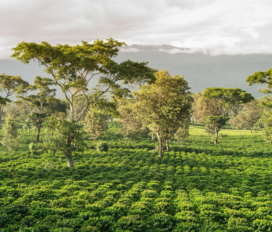 Vue d'un champ avec des plantes basses et vertes et des arbres sous un ciel nuageux.