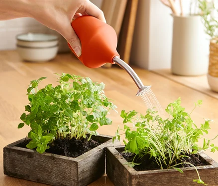 Une main arrose des plantes en pot avec un arrosoir de jardin pour culture.