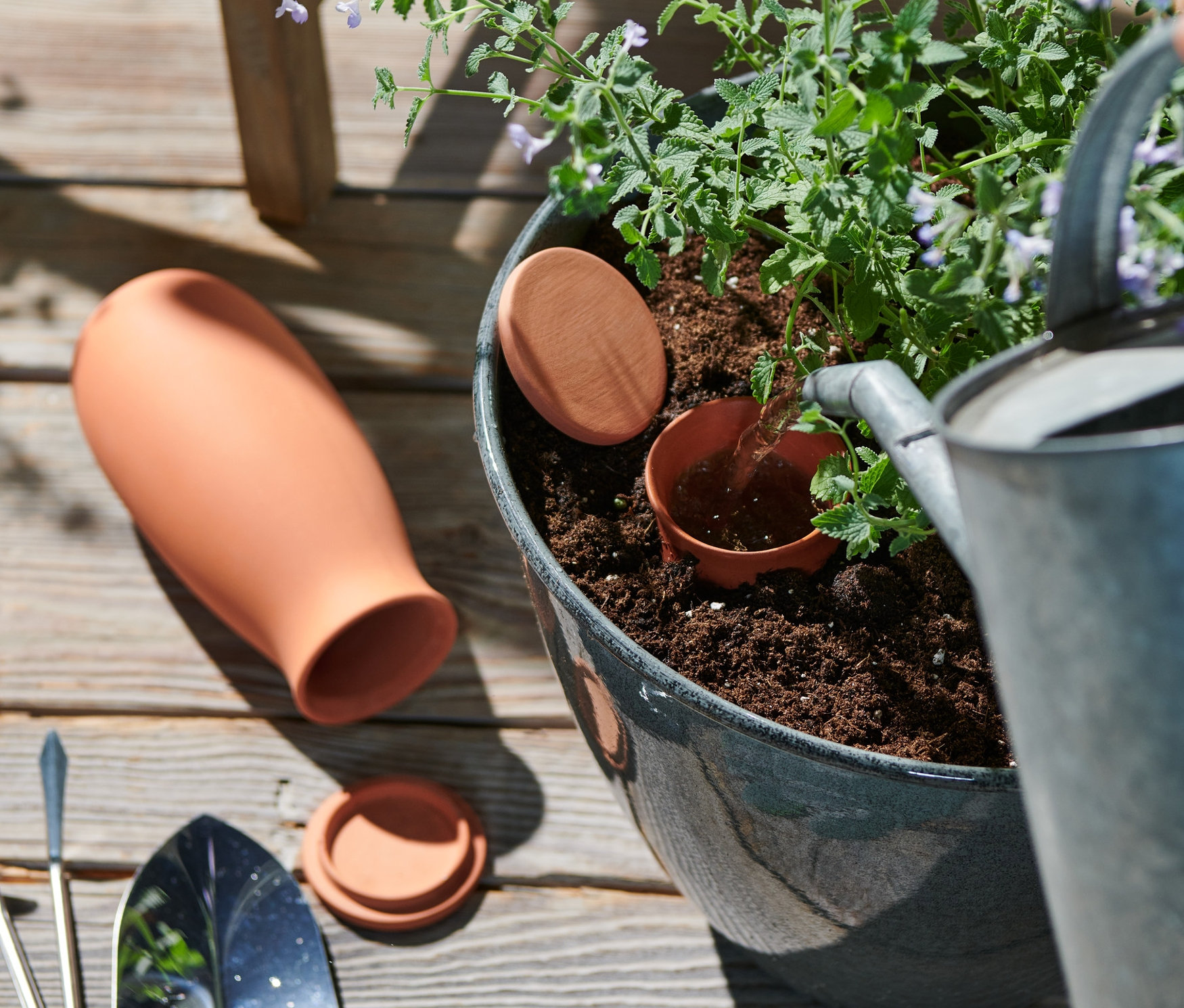 Arrosage d'une plante en pot avec 2 grandes aides à l'arrosage en terre cuite.