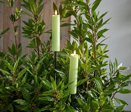 Deux faisceaux de jardin LED entre des plantes vertes.