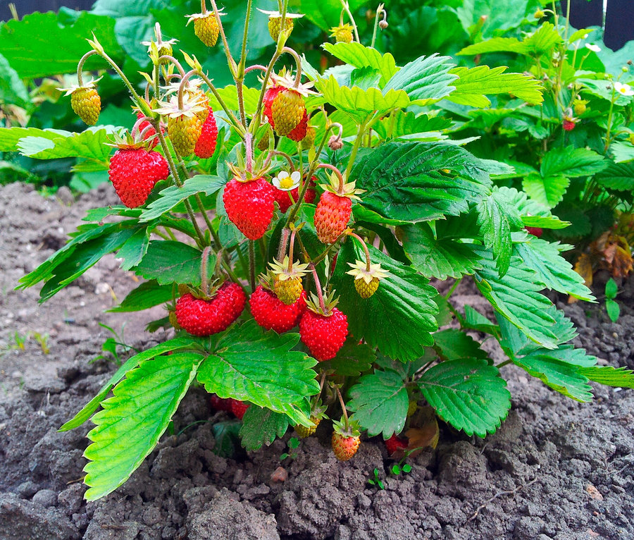 Un mini-jardin dans un sachet en papier avec des fraises pousse dans la terre.