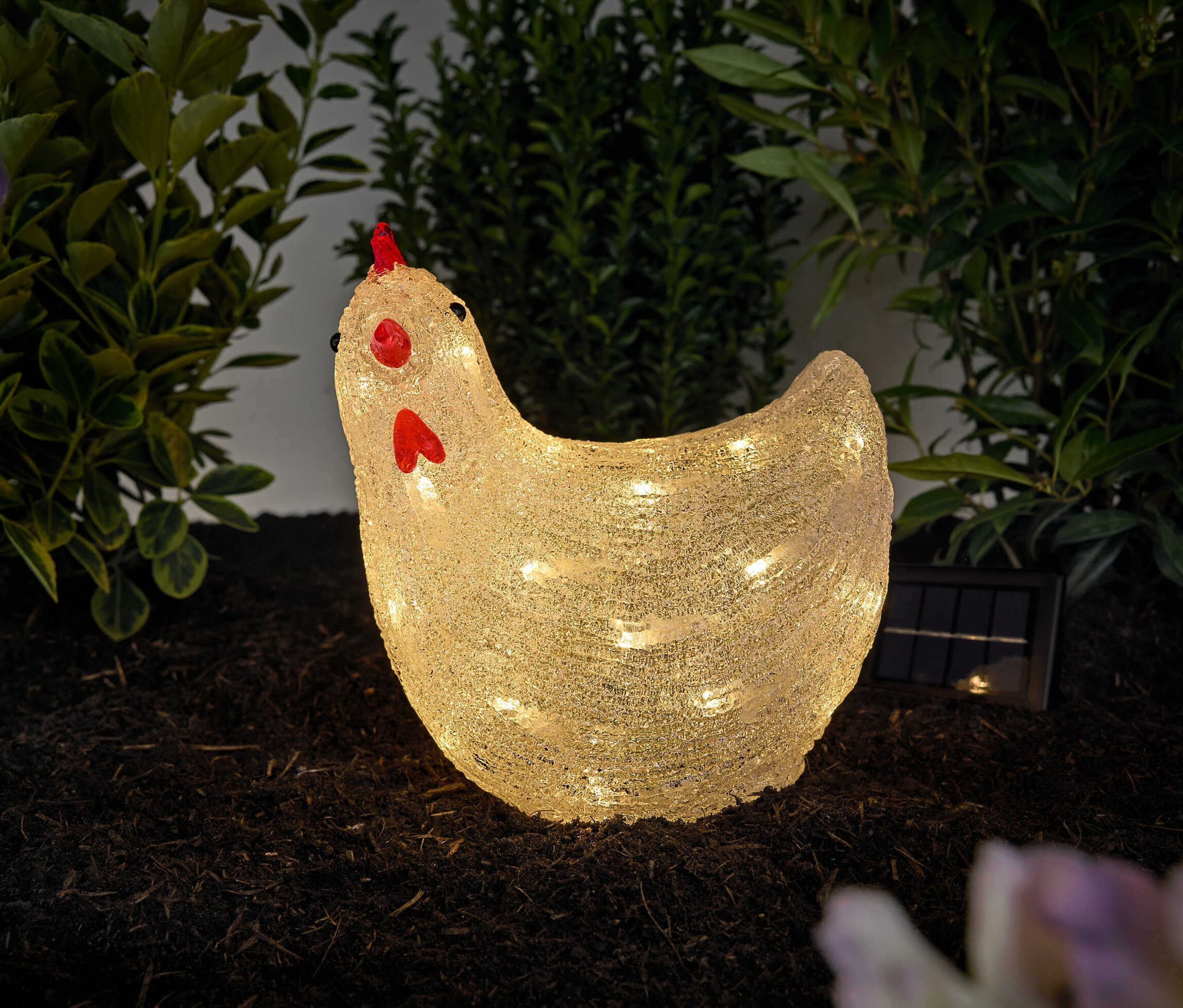 Une poule solaire à LED se dresse à l'extérieur sur le sol.