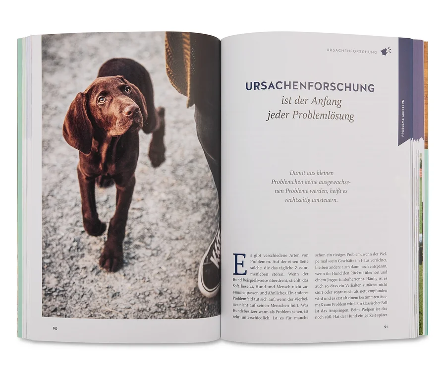 Un livre ouvert montre un chiot labrador marron debout sur une surface de gravier, regardant vers le haut.