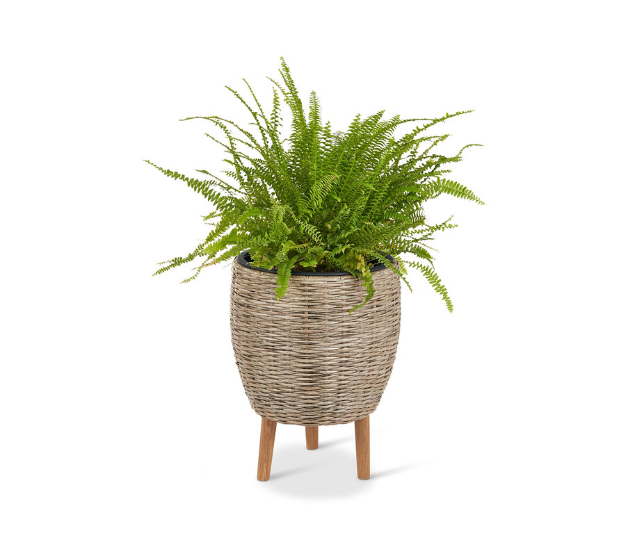 Fougère dans un pot de fleurs beige en polyrotin avec pieds.