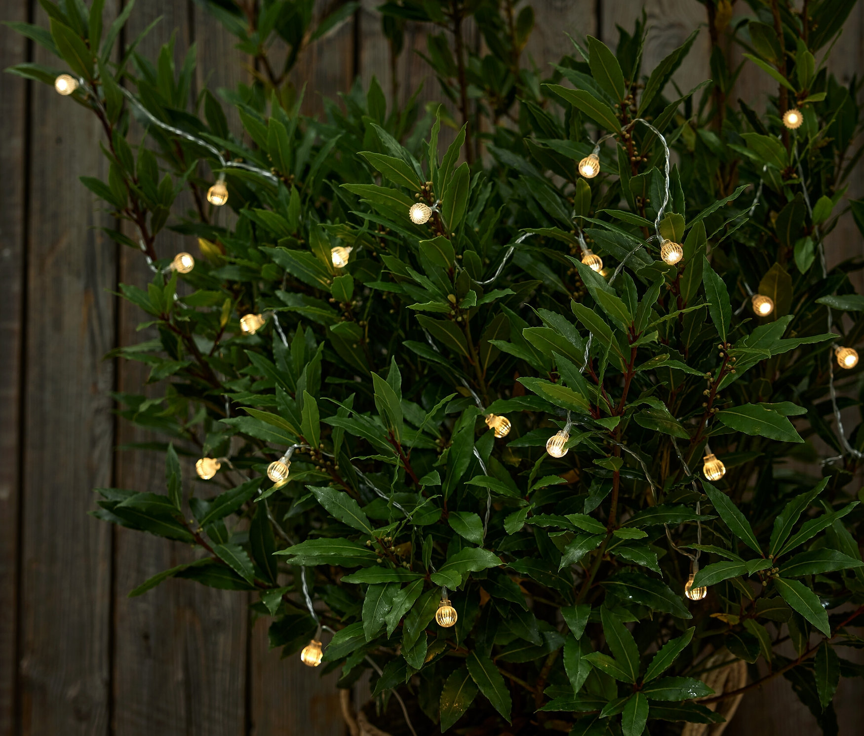 Guirlande lumineuse avec globes enroulée autour d'une plante dans un pot brun.