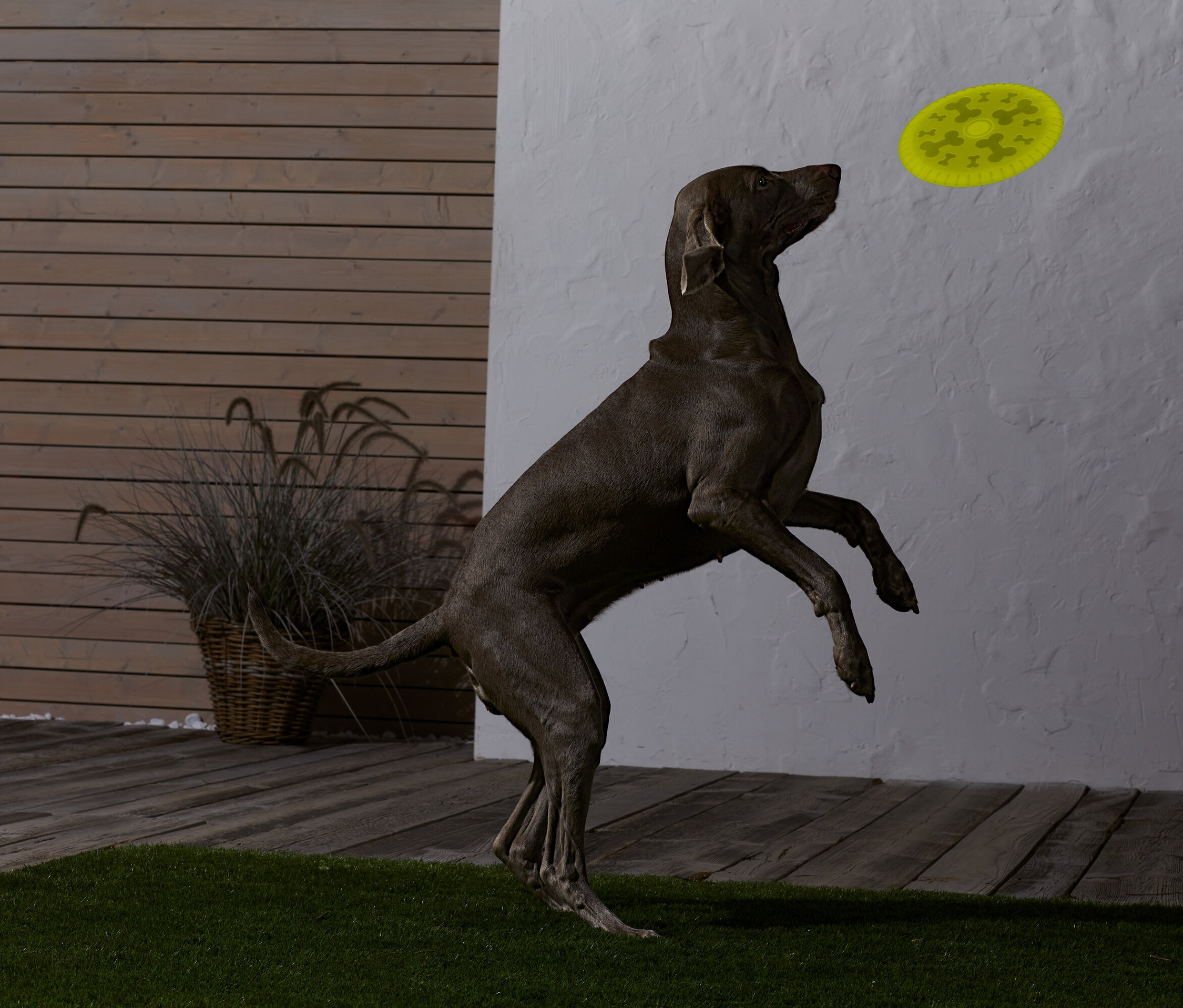 Un chien marron saute et attrape un frisbee jaune.