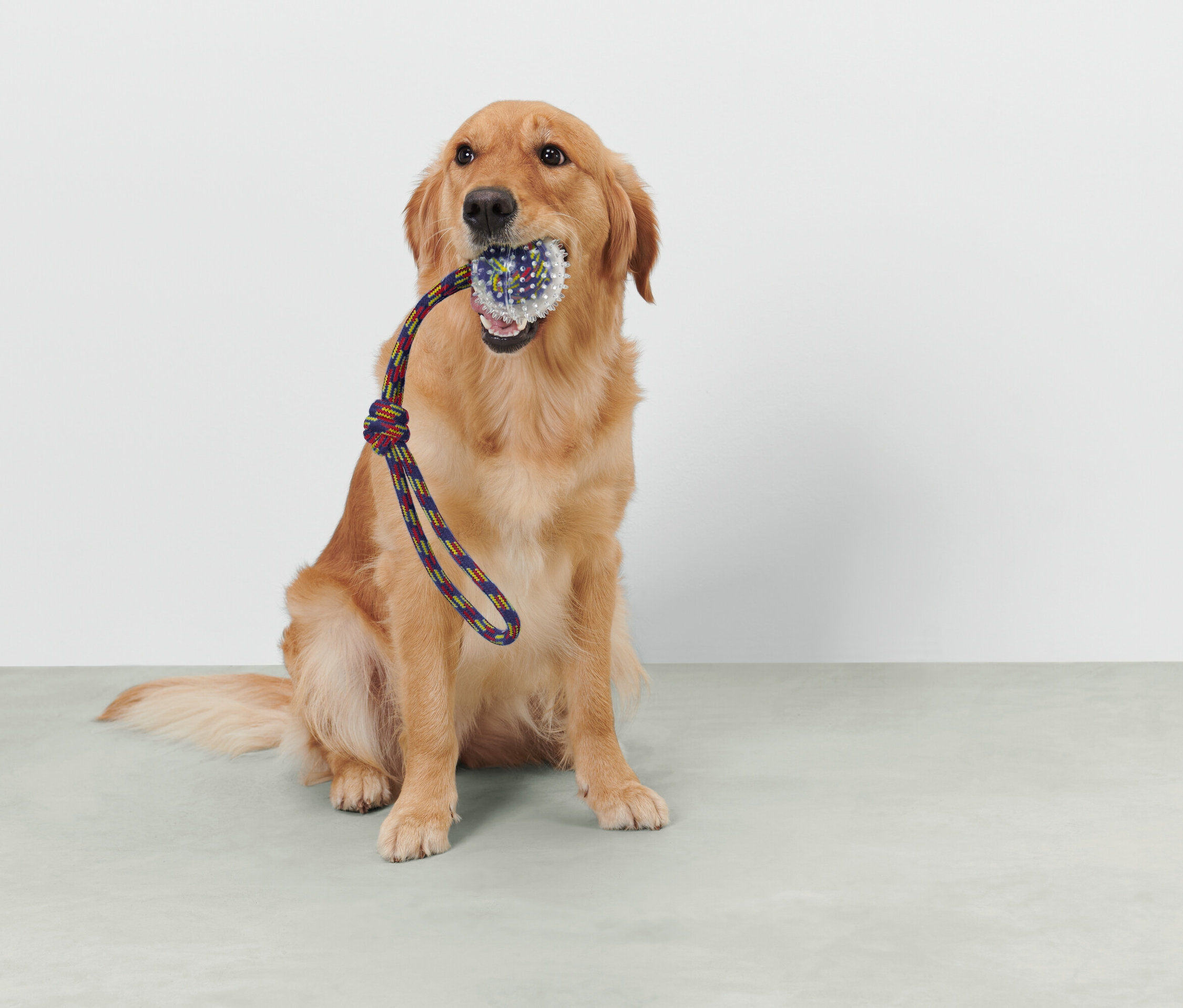 Un golden retriever est assis et tient un jouet avec une corde dans sa gueule.